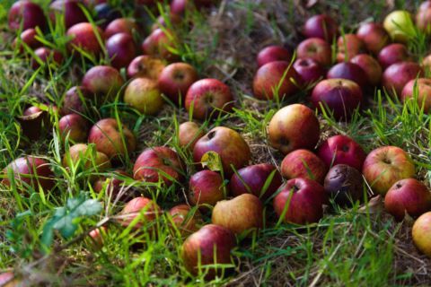 stoke-red-apples-on-floor-e1731930816999